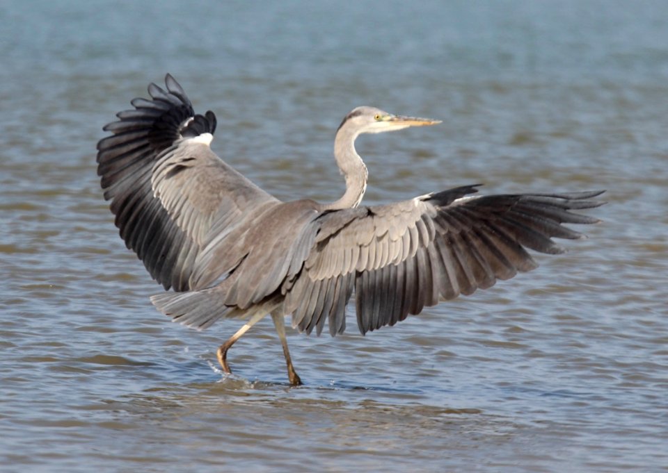 FOX WITH GREY HERONS MAREMMA ITALIA photo