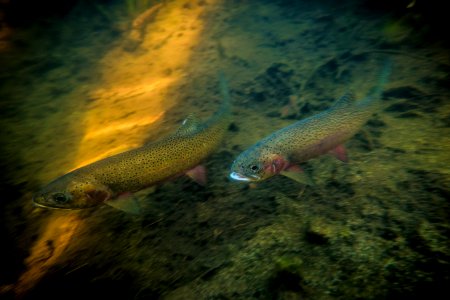 westslope cutthroat trout (Oncorhynchus clarki lewisi) photo