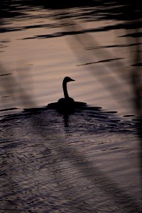 Tundra Swans (Cygnus columbianus) photo