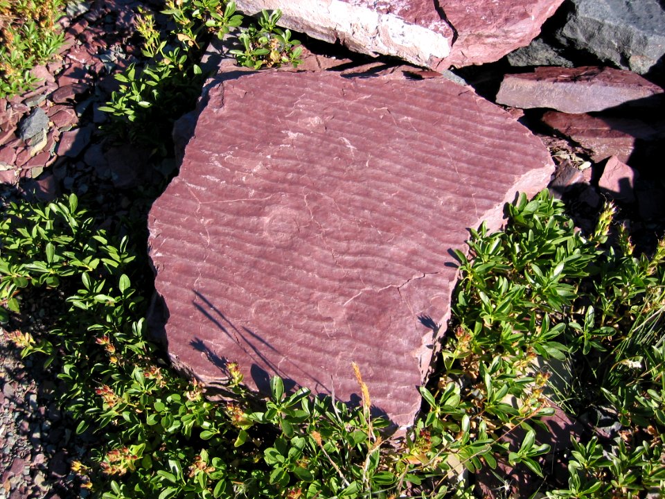 Ripple Marks