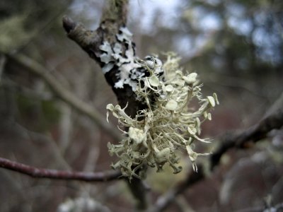 Monomoy National Wildlife Refuge