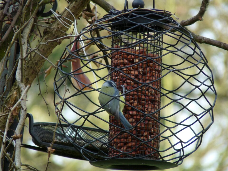 Bird tit feeder photo