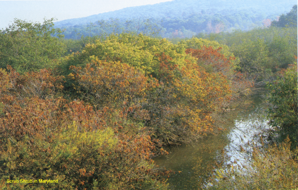 Palustrine Scrub-Shrub Swamp in Maryland