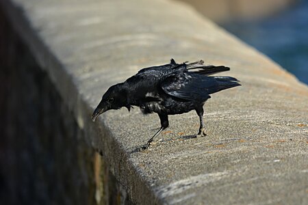 Animals raven animal