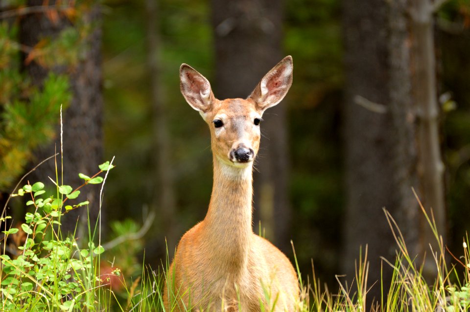 White-tailed deer near West Glacier