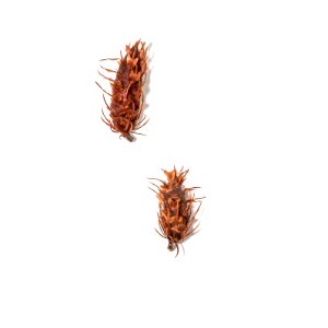 Douglas Fir (Pseudotsuga menziesii)