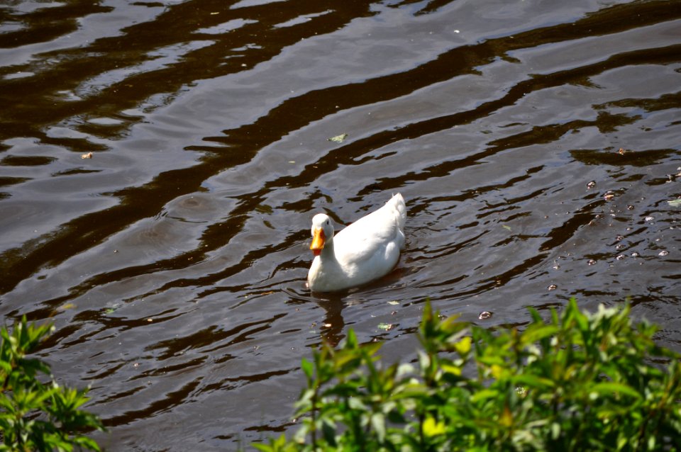 Kein Schwan. Aber fast