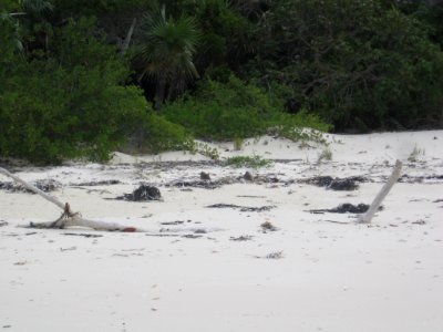 Two Wilson’s Plovers roosting in wrack line