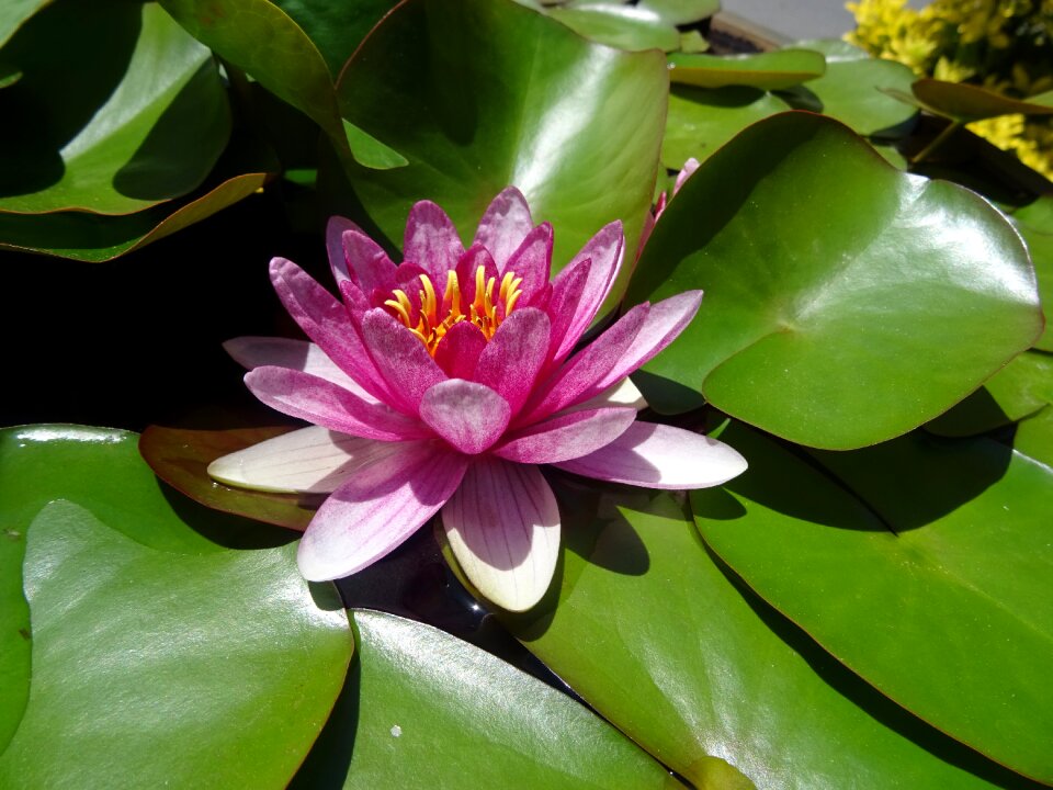 Water lilies lotus Free photos