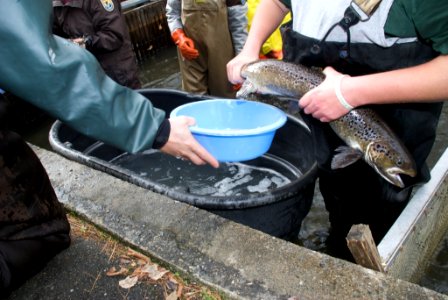 Richard Cronin National Salmon Station