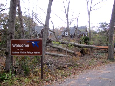 Tree and power line damage at Target Rock National Wildlife Refuge (NY)