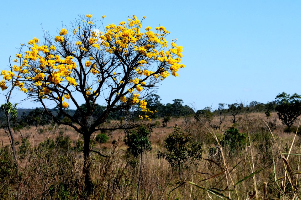nossa-braslia---ip-amarelo 20080080382 o