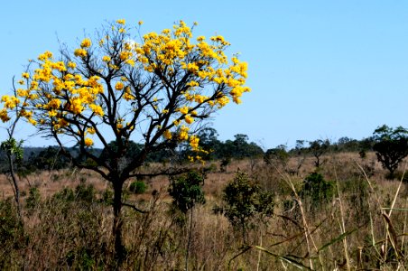 nossa-braslia---ip-amarelo 20080080382 o