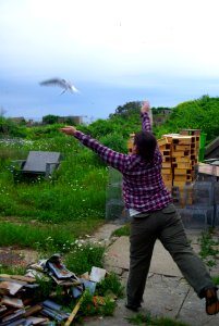 Great Gull Island, NY