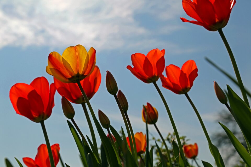 Nature red pink