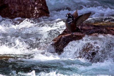 Harlequin Duck photo