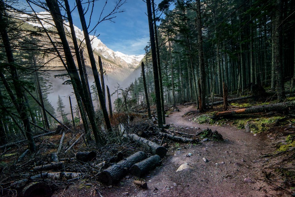 Avalanche Lake- Path In The Woods