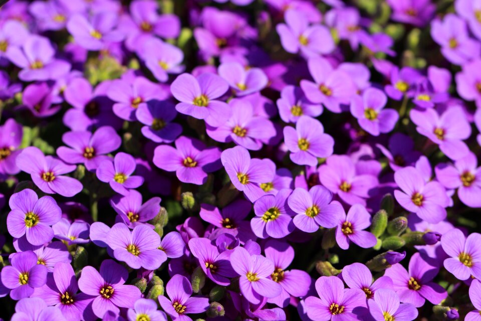 Summer garden petal