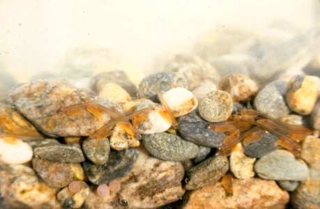 Atlantic salmon sac fry in habitat photo