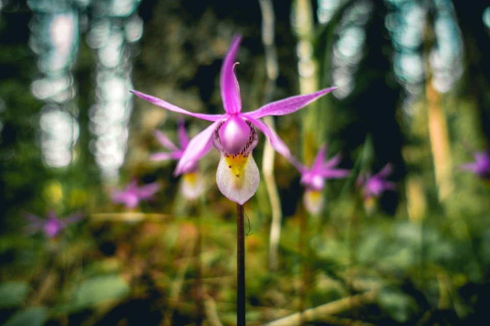 Calypso bulbosa, known as the calypso orchid, fairy slipper or Venus's slipper.
