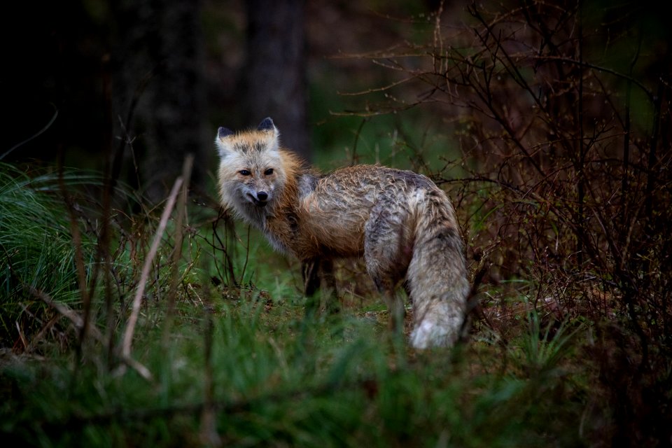 Red Fox (Vulpes vulpes) photo