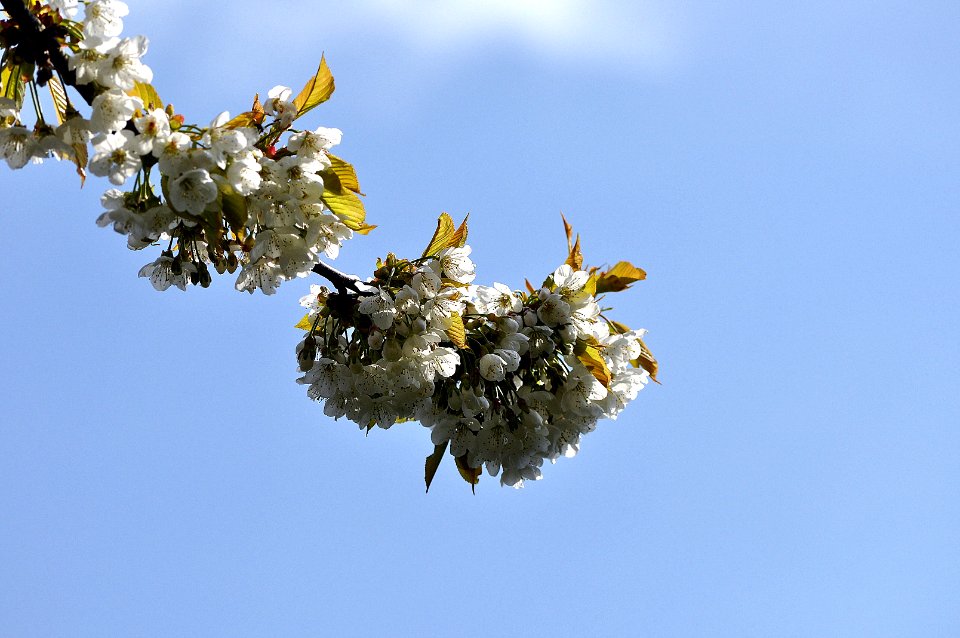 Kirschblüten photo