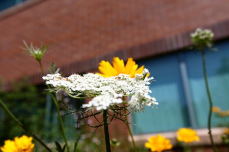 Pollinator Garden