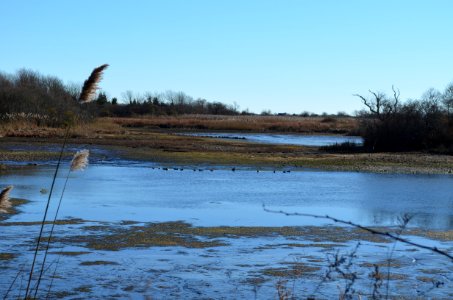 Emerging islands (RI) photo