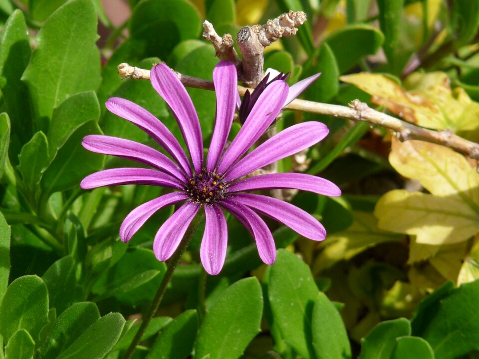 Purple nature blossom