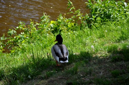 Duck Derriere photo