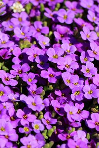 Summer garden petal