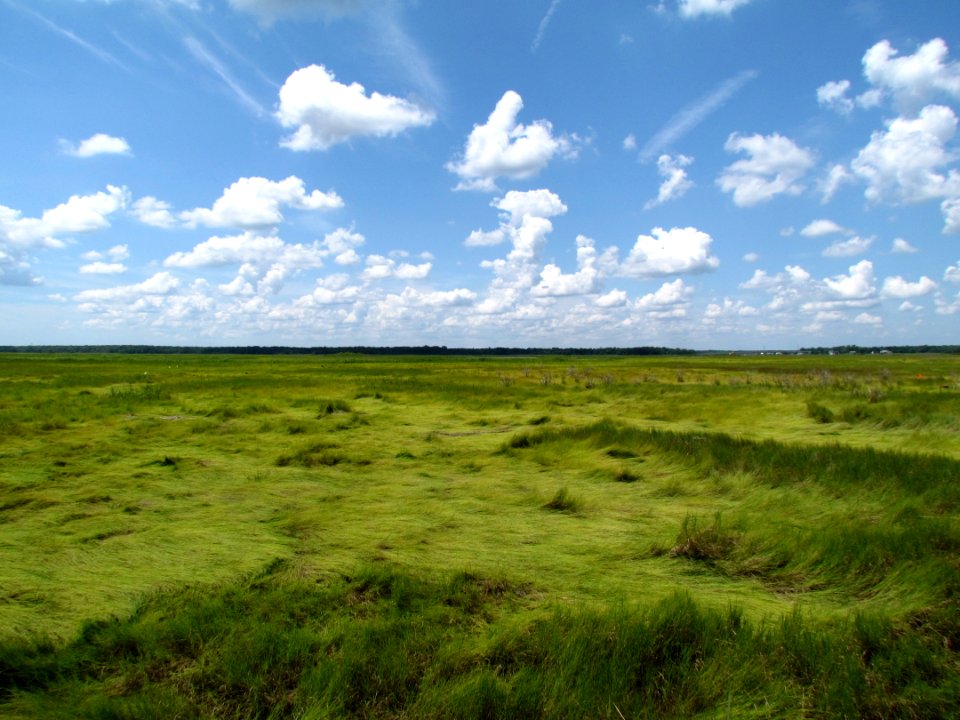 Salt marsh landscape