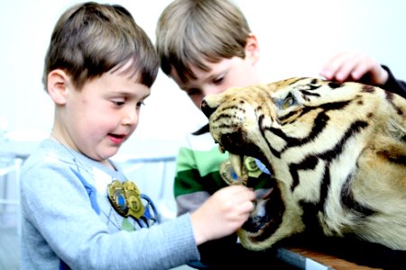 Boys and Tiger photo