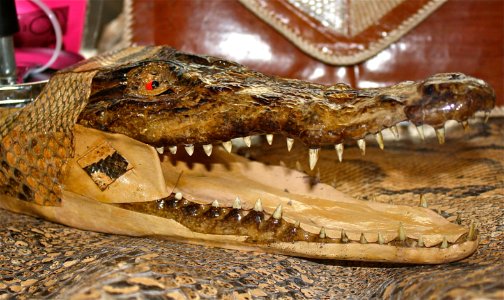 Crocodile Ashtray photo