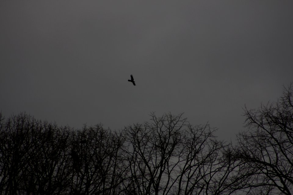 Krähe fliegt