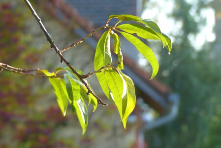 Branch green peach leaves