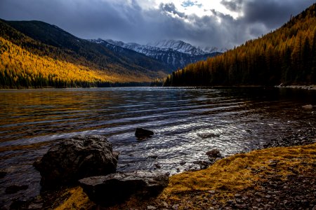 Larch Needles in the Fall at Stanton Lake in Flathead National Forest photo