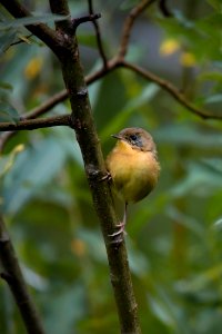young common yellowthroat