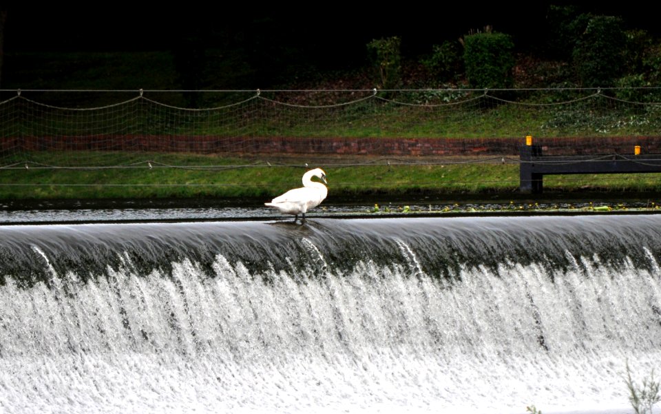 Der Schwan auf dem Wasserfall