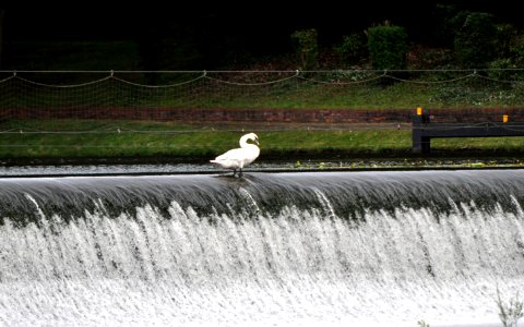 Der Schwan auf dem Wasserfall photo