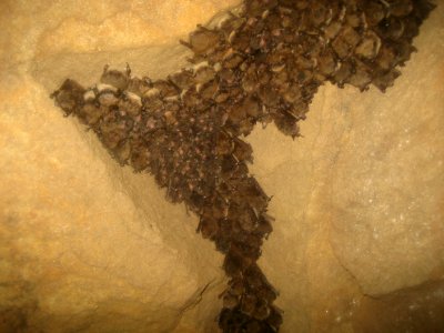 Bat survey in Ohio - 03/18/2011
