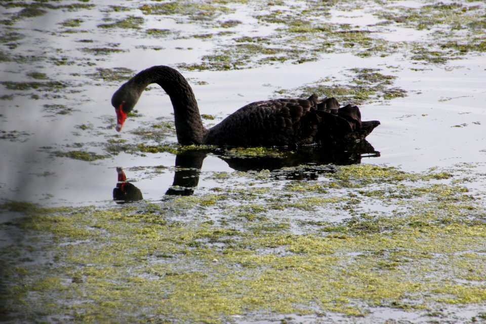 Black Swan. Cygnus atratus