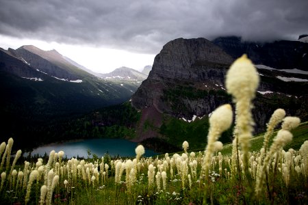 Beargrass above Grinnell Lake photo