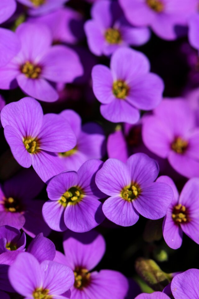 Summer garden petal