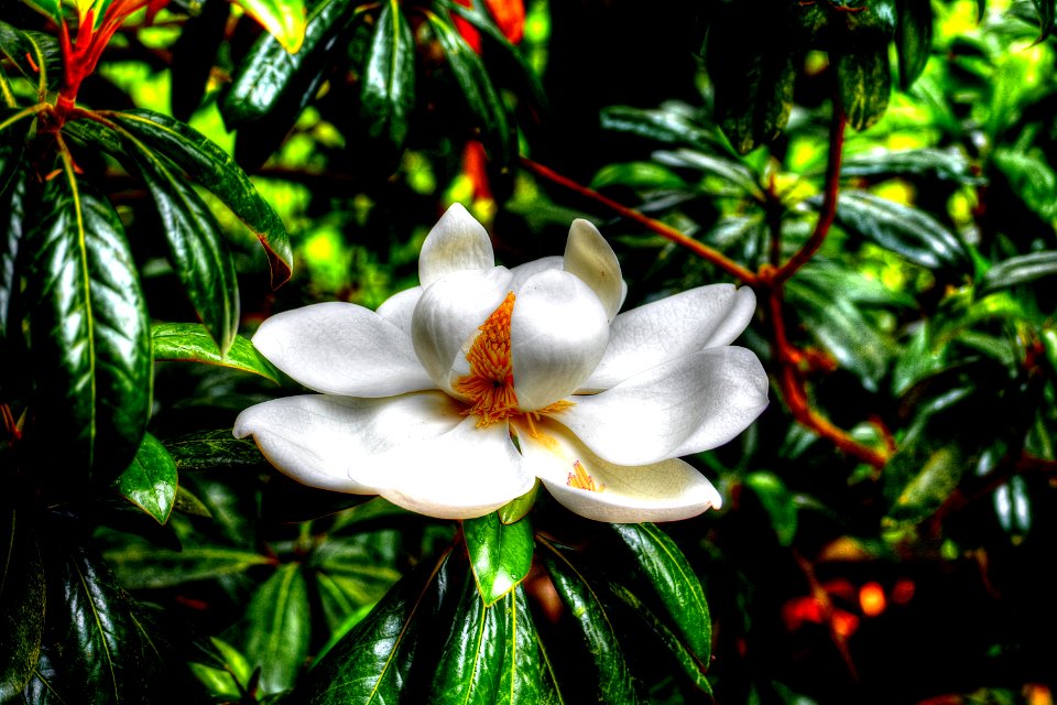 Magnolia Full Size