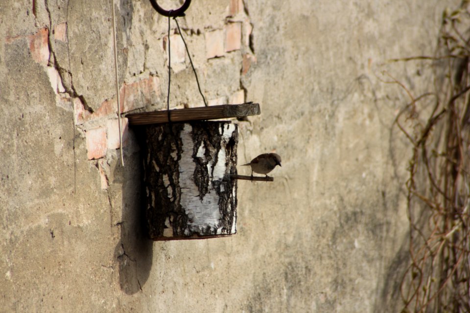 Spatz am Vogelhaus