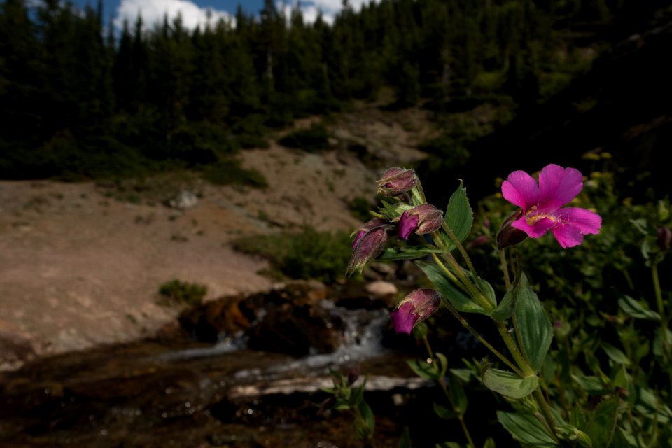 Monkey Flower (Mimulus lewisii)