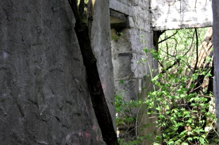 Da wächst ein Baum in meinem Haus photo