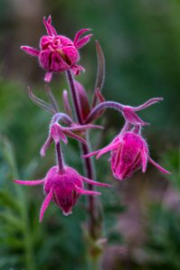 Priarie Smoke - Geum triflorum photo