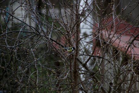 Kohlmeise im Kirschbaum